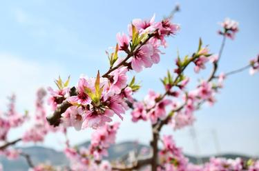 山東濟南：萬畝桃花笑春風(fēng)