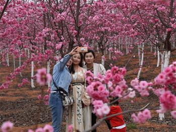 櫻花漫山，一份14年的等待