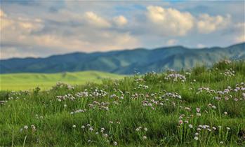 原子城：鮮花開(kāi)滿(mǎn)草原