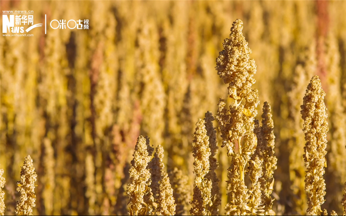 藜麥有極強(qiáng)的環(huán)境適應(yīng)能力和低成本、高回報(bào)的種植模式