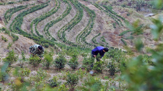 【“飛閱”中國】江西萬載：高山梯田種茶助農(nóng)富