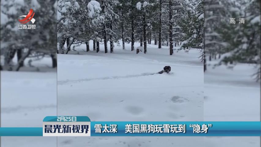 雪太深 美國(guó)黑狗玩雪玩到“隱身”