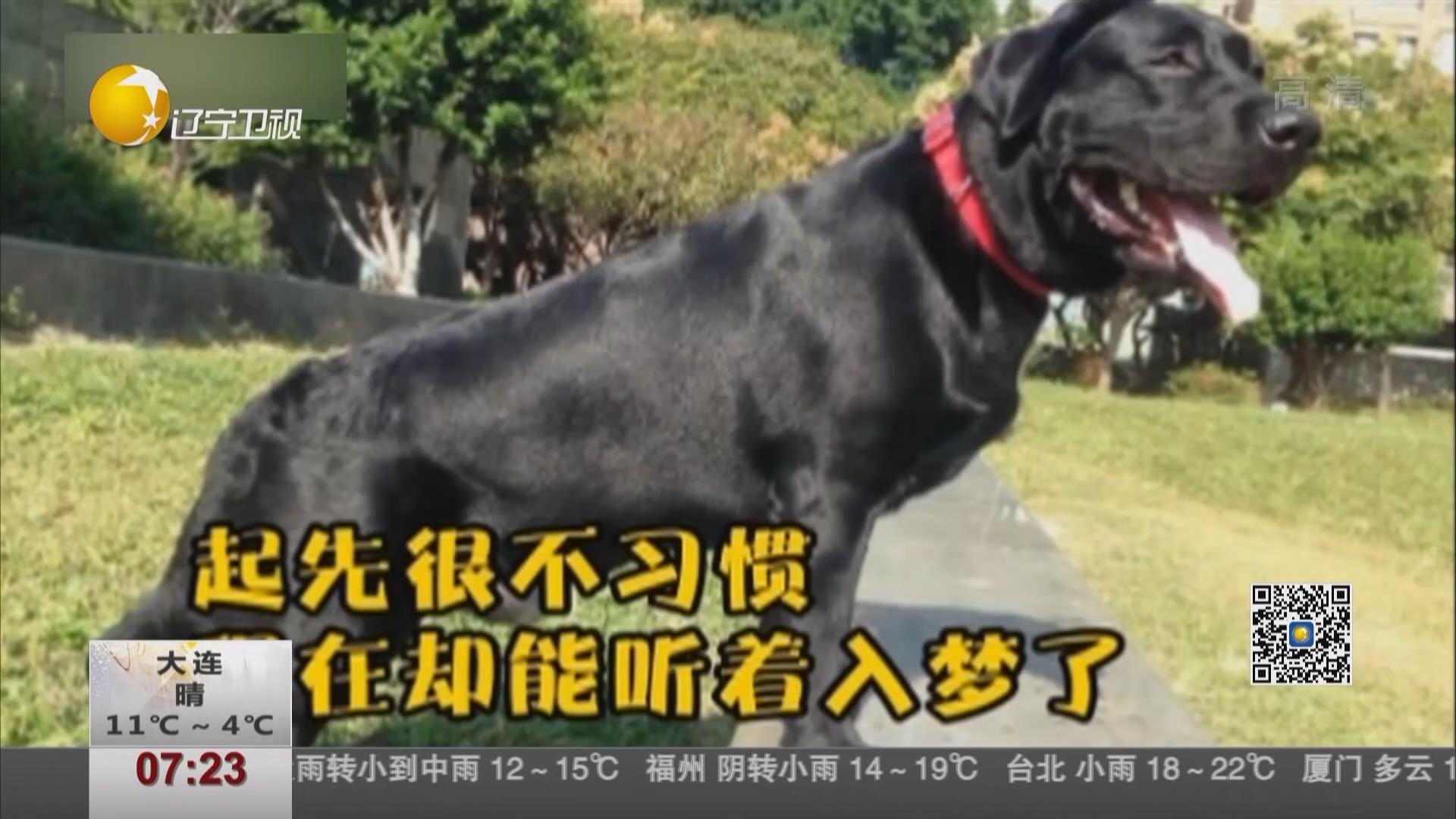 狗狗鼾聲如“機(jī)槍掃射” 主人以為有人在打仗