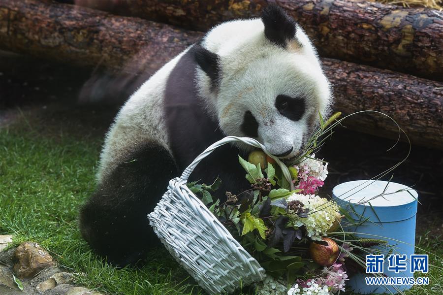 （國際）（4）莫斯科動(dòng)物園為大熊貓“如意”和“丁丁”慶生