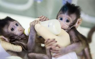 重大突破！兩只克隆猴在中國誕生