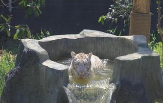 常州動(dòng)物園花樣降溫上演動(dòng)物另類避暑大戲