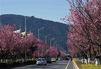 昆明冬季鮮花盛開(kāi)