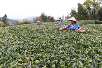 福鼎茶鄉(xiāng)迎來(lái)白茶開茶季