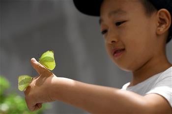 西安：暑期探索昆蟲(chóng)世界