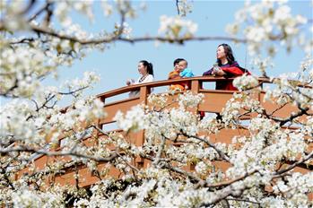 山東陽(yáng)信：梨花盛開引客來