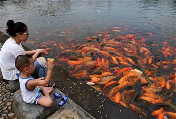 福建福鼎：桐山溪畔人魚同樂